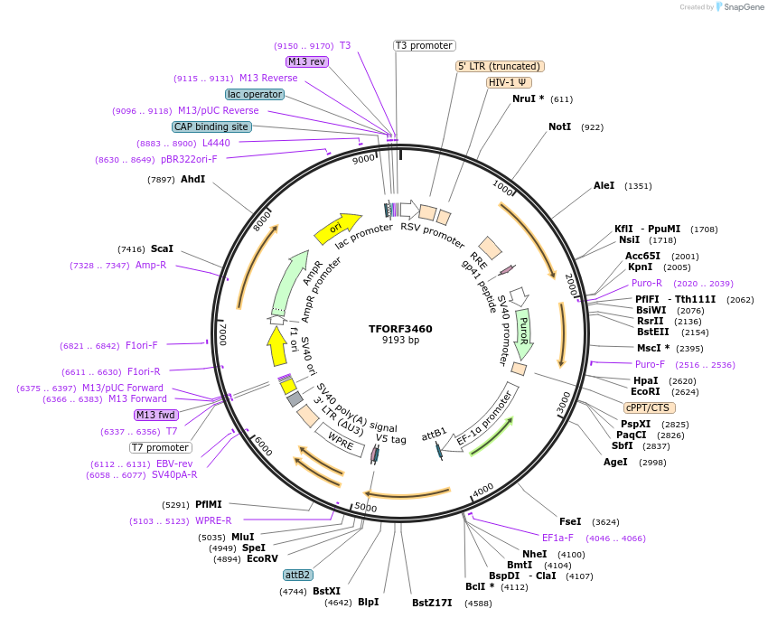144936-plasmid-map-sequence-id-404495
