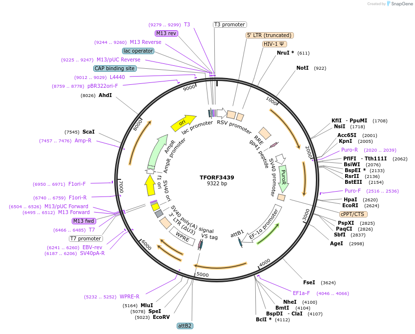 144915-plasmid-map-sequence-id-404496
