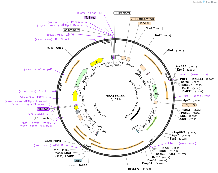 144932-plasmid-map-sequence-id-404497