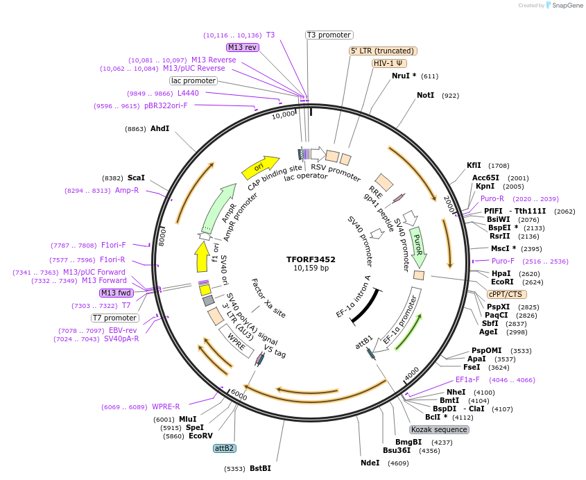 144928-plasmid-map-sequence-id-404498