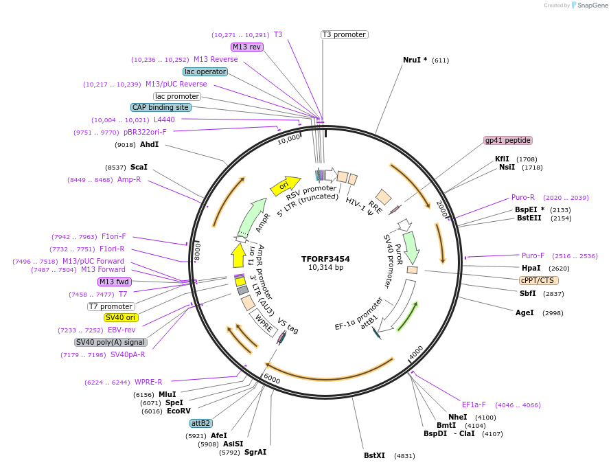 144930-plasmid-map-sequence-id-404500