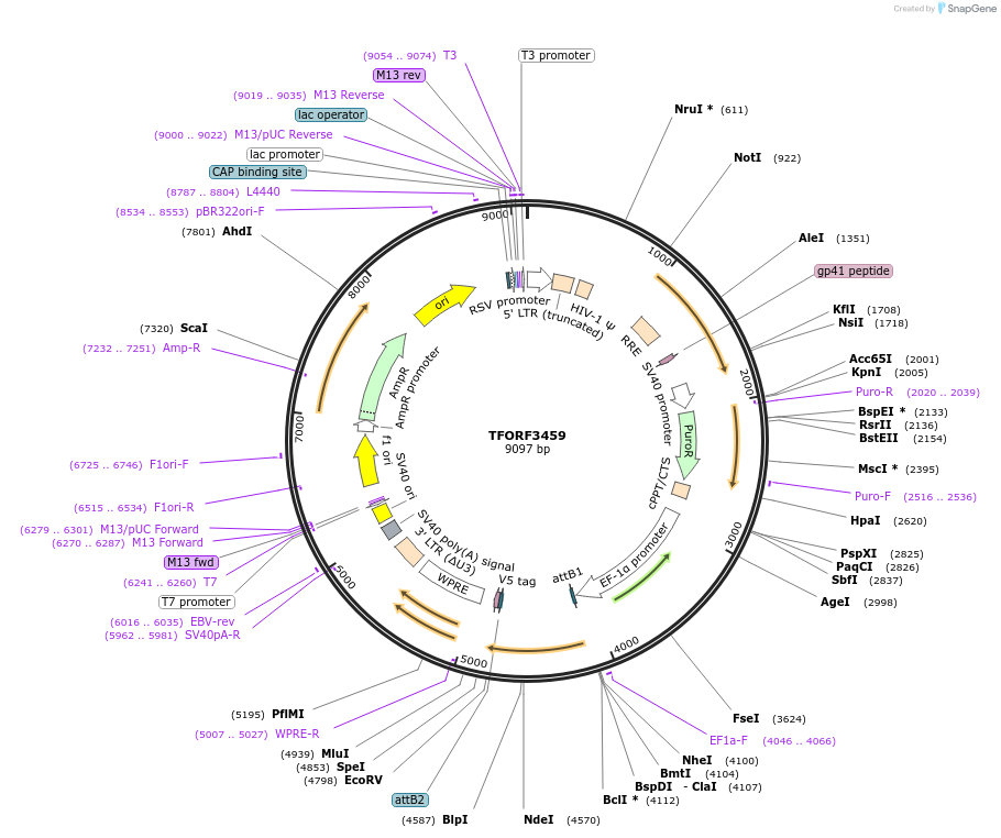 144935-plasmid-map-sequence-id-404502