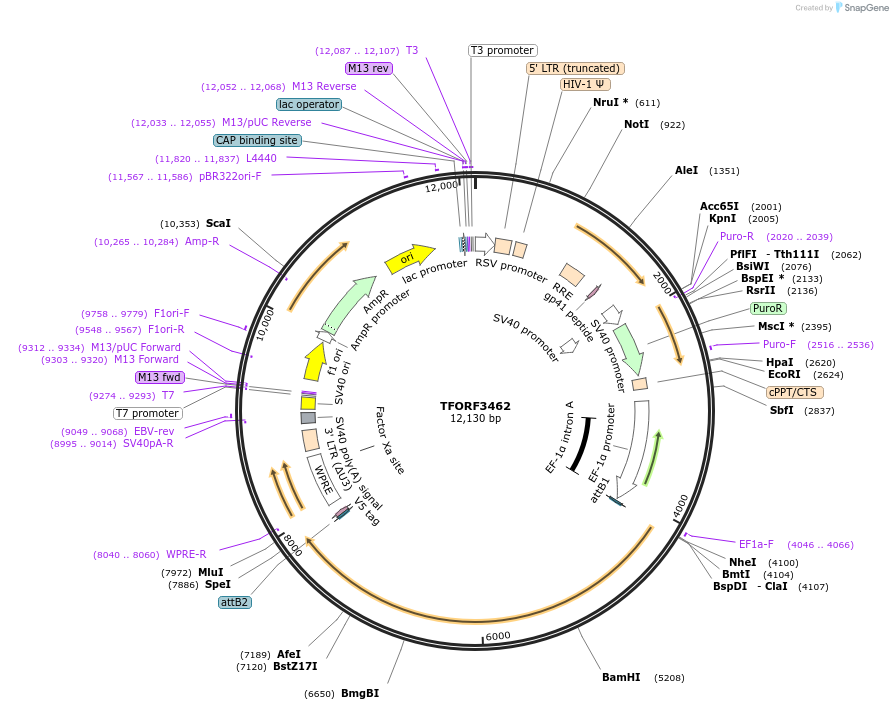 144938-plasmid-map-sequence-id-404506