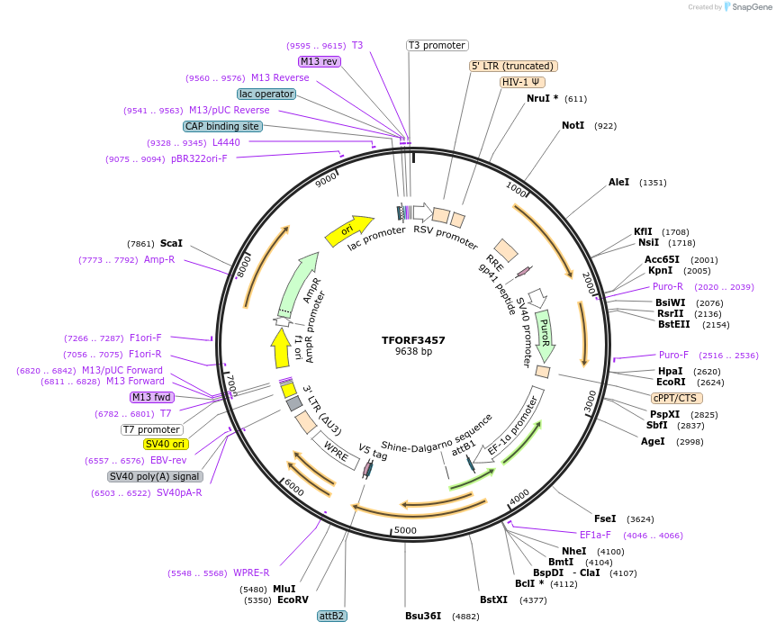 144933-plasmid-map-sequence-id-404507