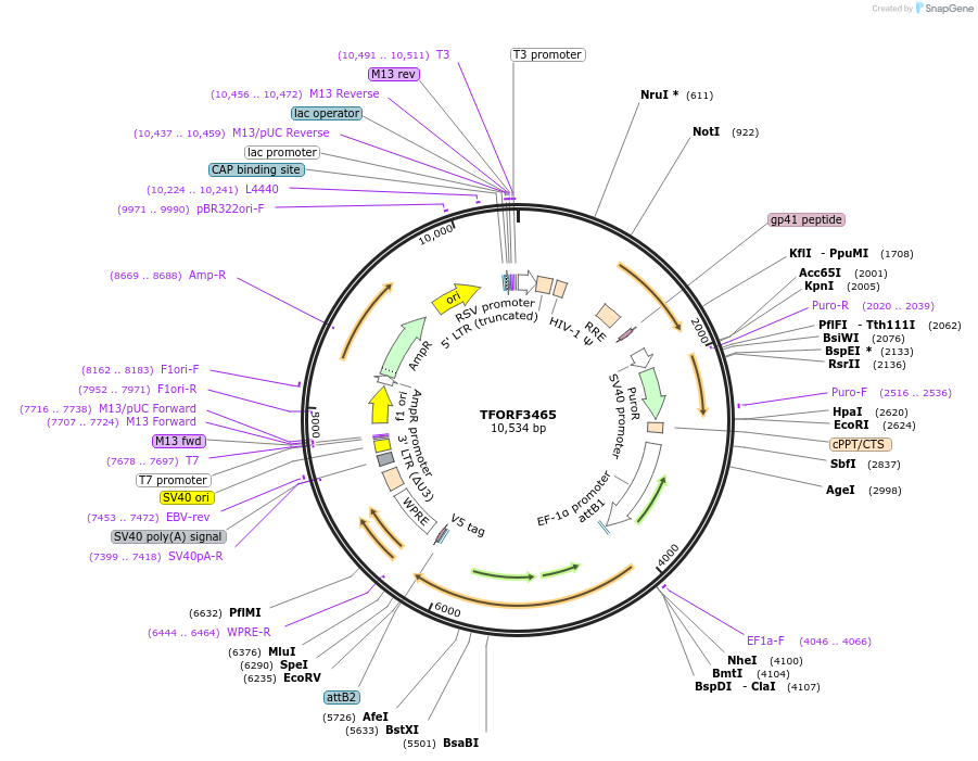 144941-plasmid-map-sequence-id-404509