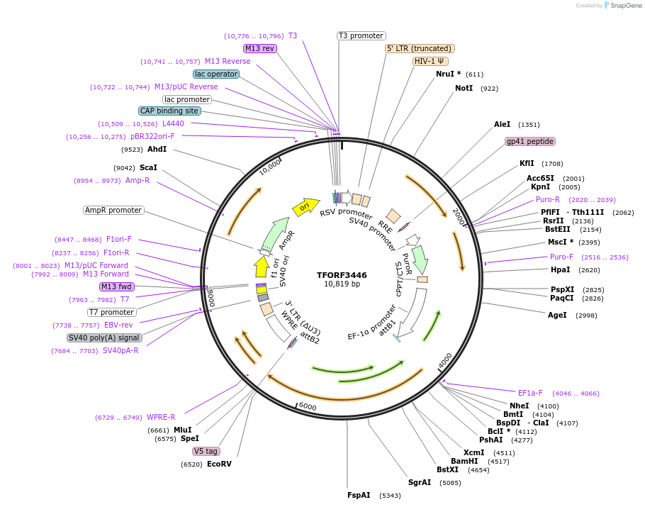 144922-plasmid-map-sequence-id-404511