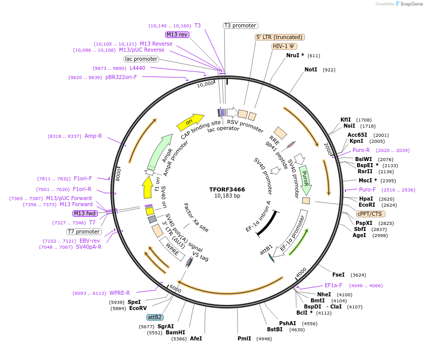144942-plasmid-map-sequence-id-404512