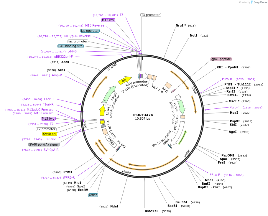 144950-plasmid-map-sequence-id-404516