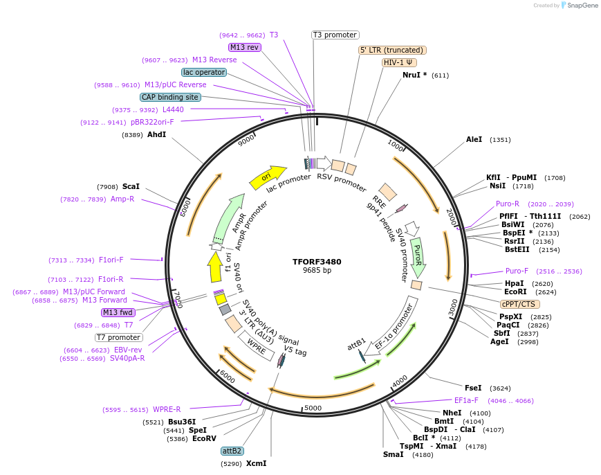 144956-plasmid-map-sequence-id-404517