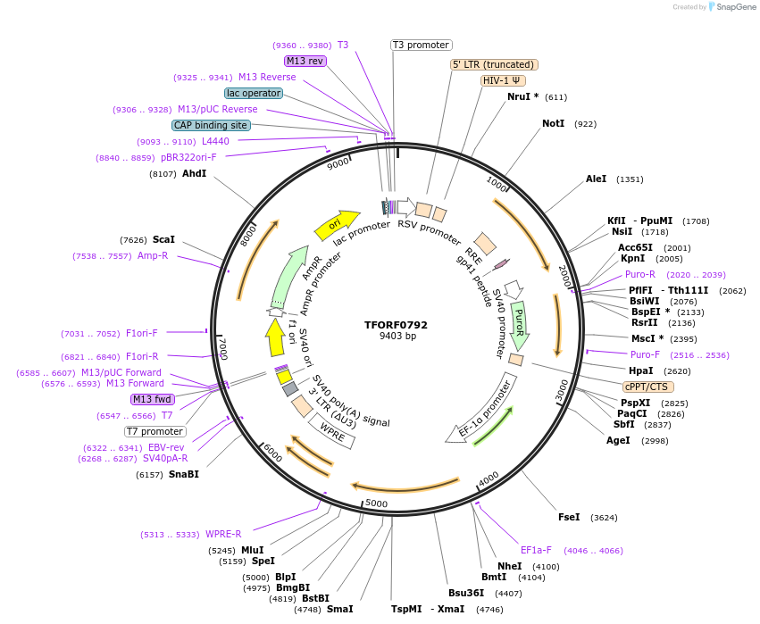 141702-plasmid-map-sequence-id-404519