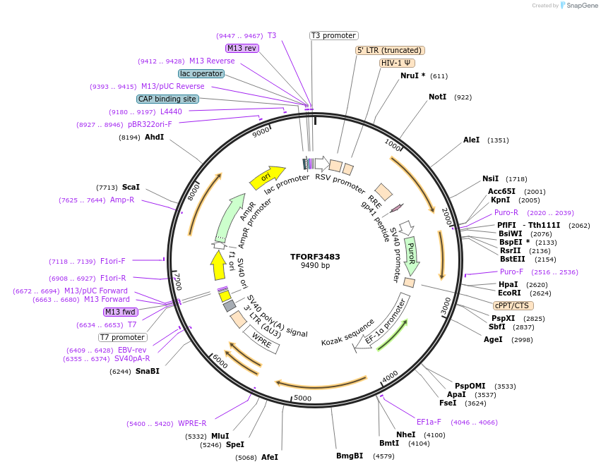 144959-plasmid-map-sequence-id-404520