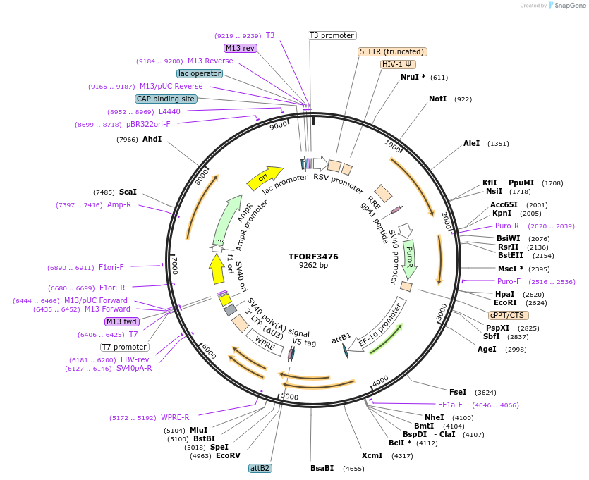 144952-plasmid-map-sequence-id-404522