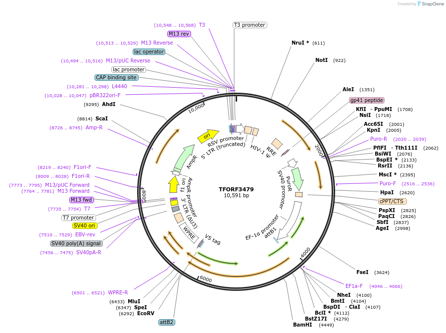 144955-plasmid-map-sequence-id-404523
