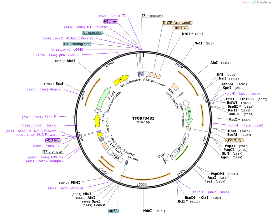 144957-plasmid-map-sequence-id-404526