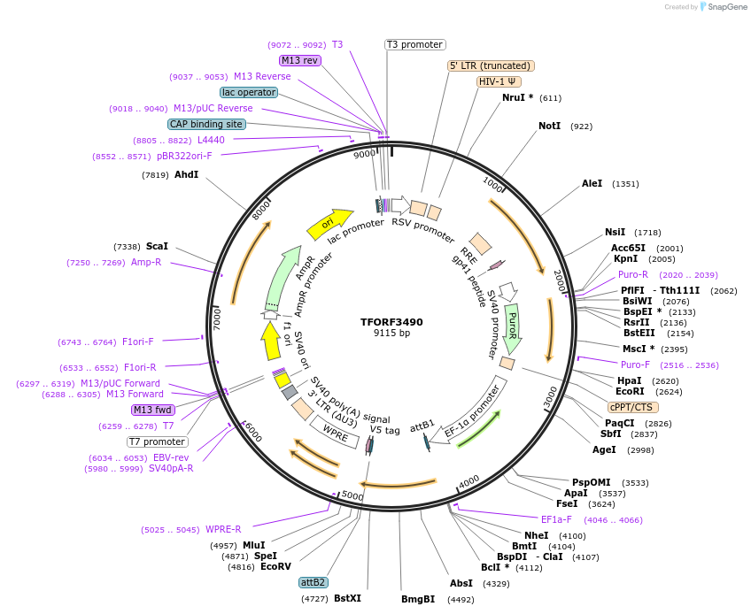 144966-plasmid-map-sequence-id-404527