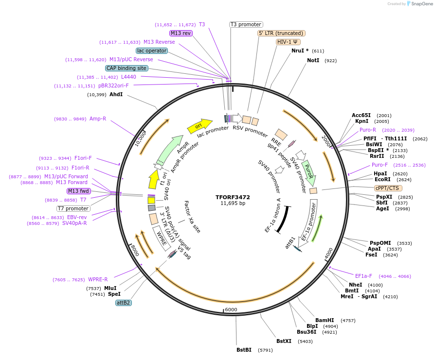 144948-plasmid-map-sequence-id-404528