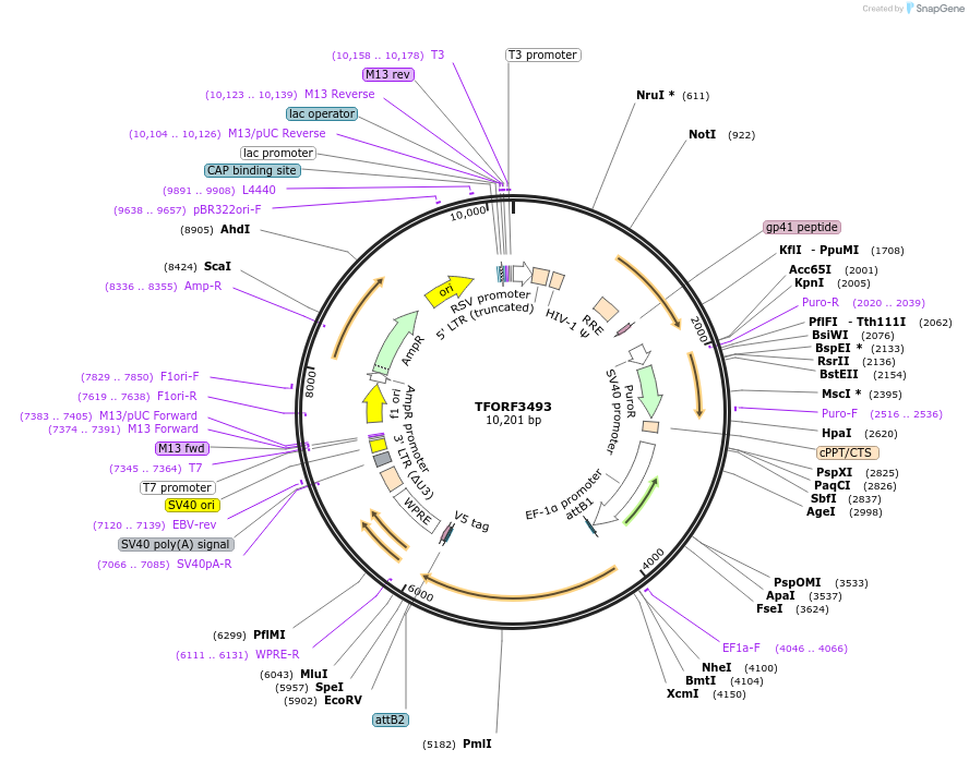 144969-plasmid-map-sequence-id-404529