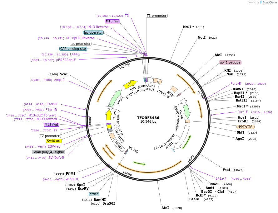 144962-plasmid-map-sequence-id-404531