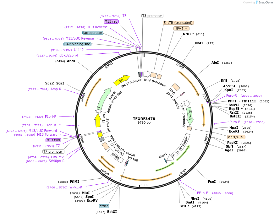 144954-plasmid-map-sequence-id-404534