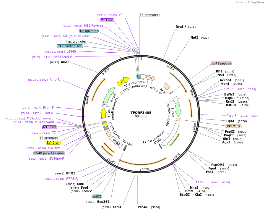 144961-plasmid-map-sequence-id-404536