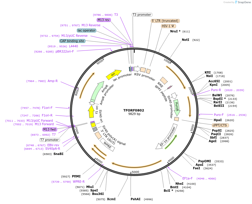 141708-plasmid-map-sequence-id-404537