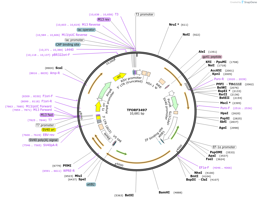 144973-plasmid-map-sequence-id-404538