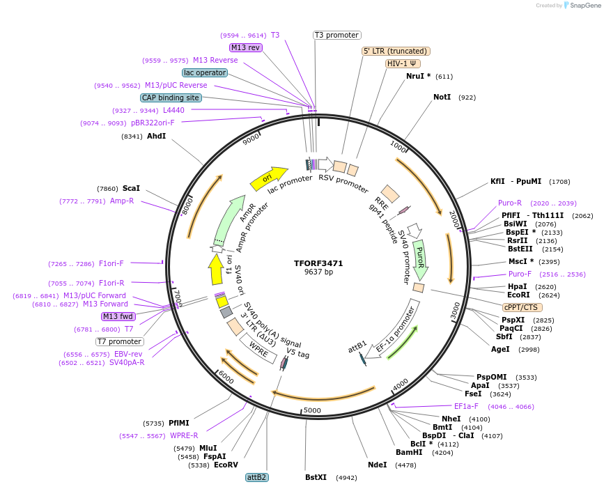 144947-plasmid-map-sequence-id-404539