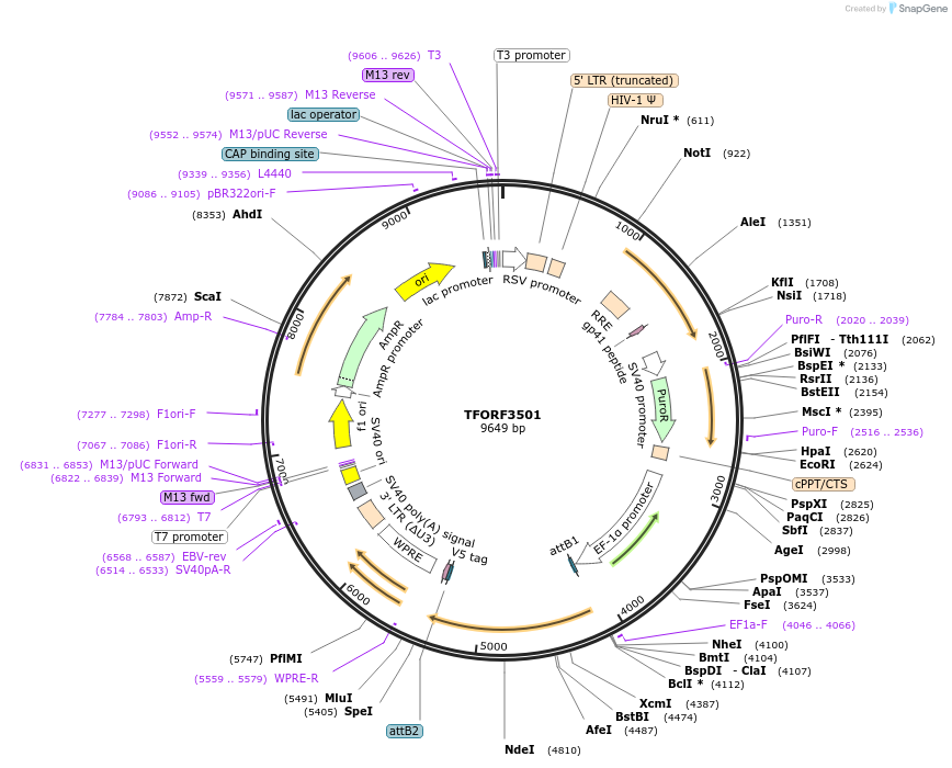 144977-plasmid-map-sequence-id-404541