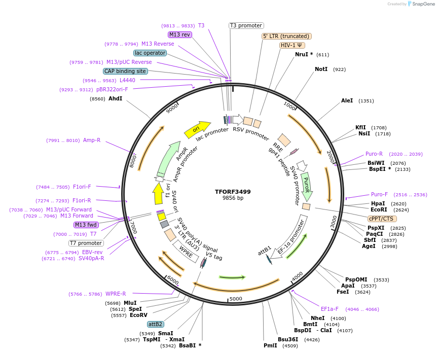 144975-plasmid-map-sequence-id-404542