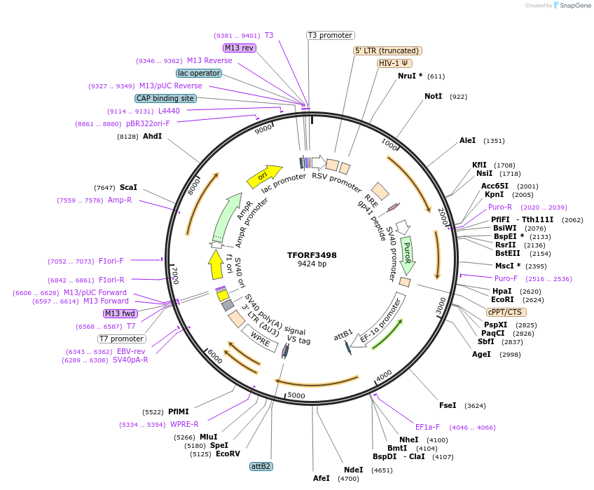 144974-plasmid-map-sequence-id-404544