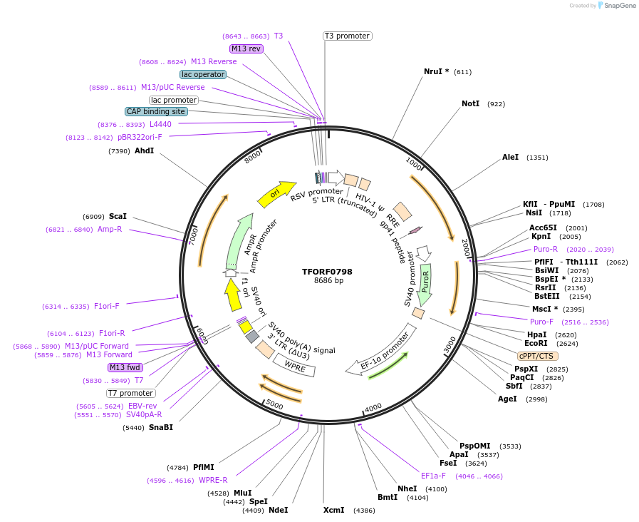 141704-plasmid-map-sequence-id-404545