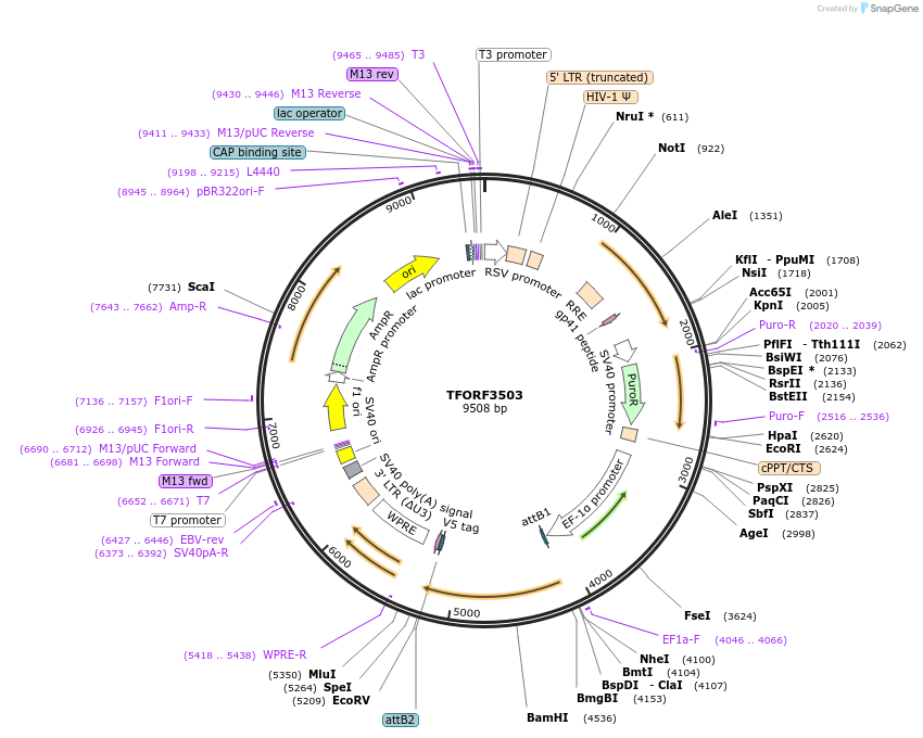 144979-plasmid-map-sequence-id-404548