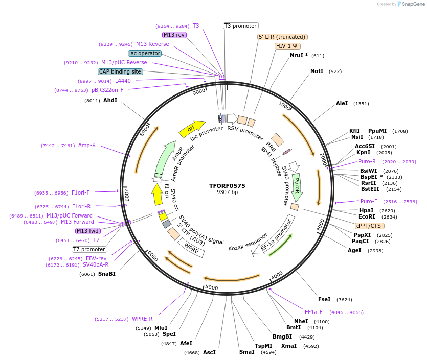 143885-plasmid-map-sequence-id-404552