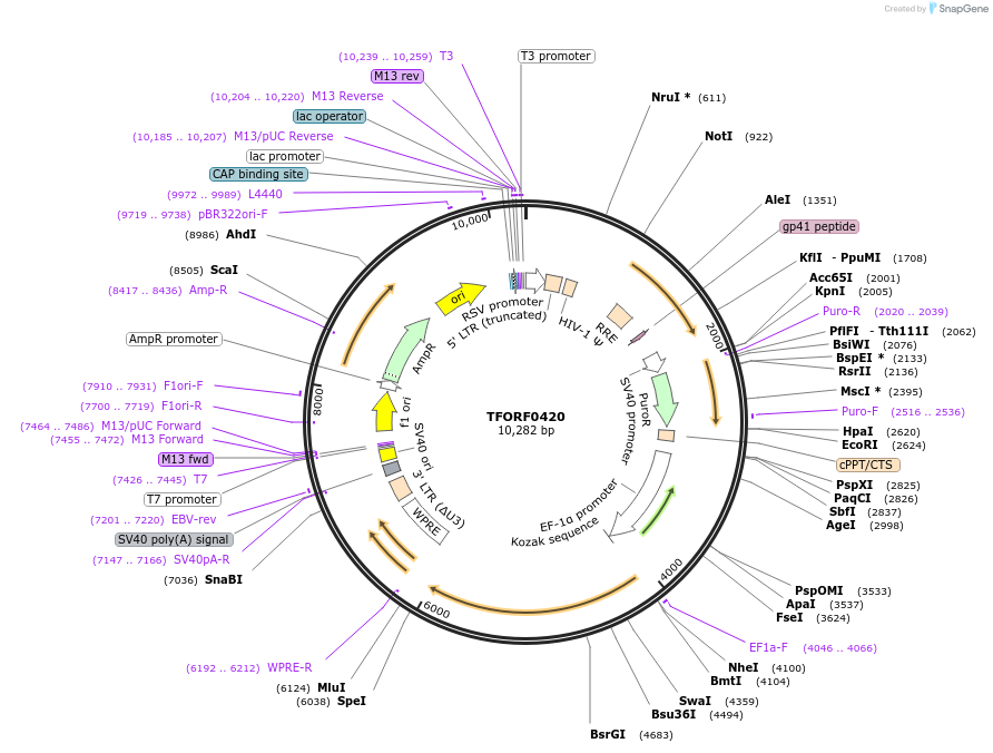 143876-plasmid-map-sequence-id-404554