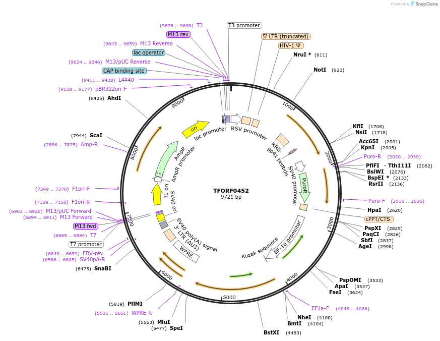 143879-plasmid-map-sequence-id-404555