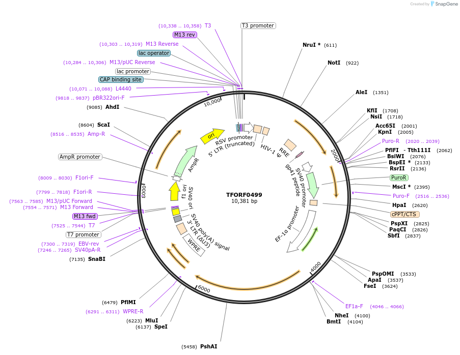 143881-plasmid-map-sequence-id-404556