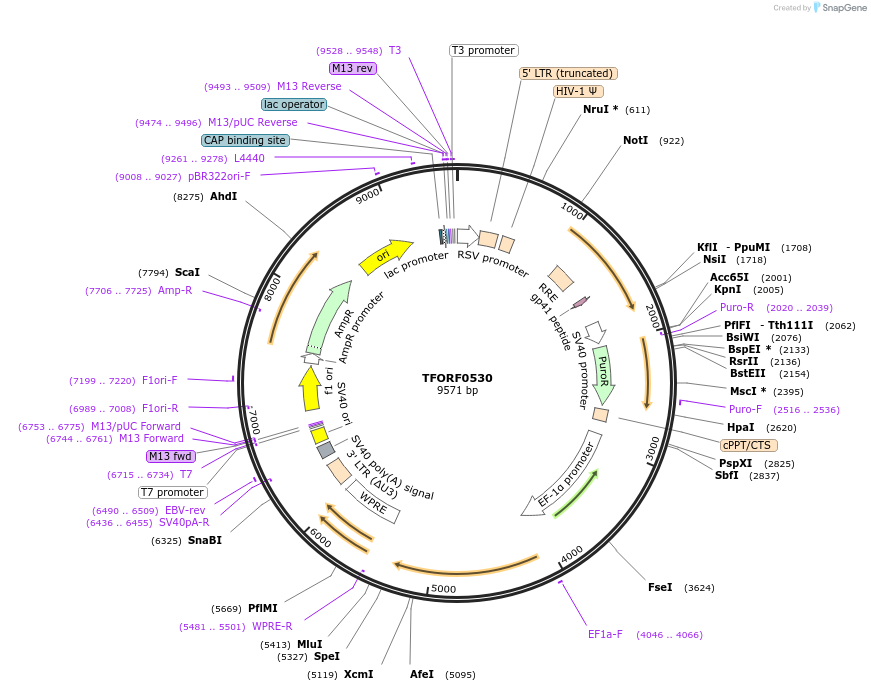 143883-plasmid-map-sequence-id-404557