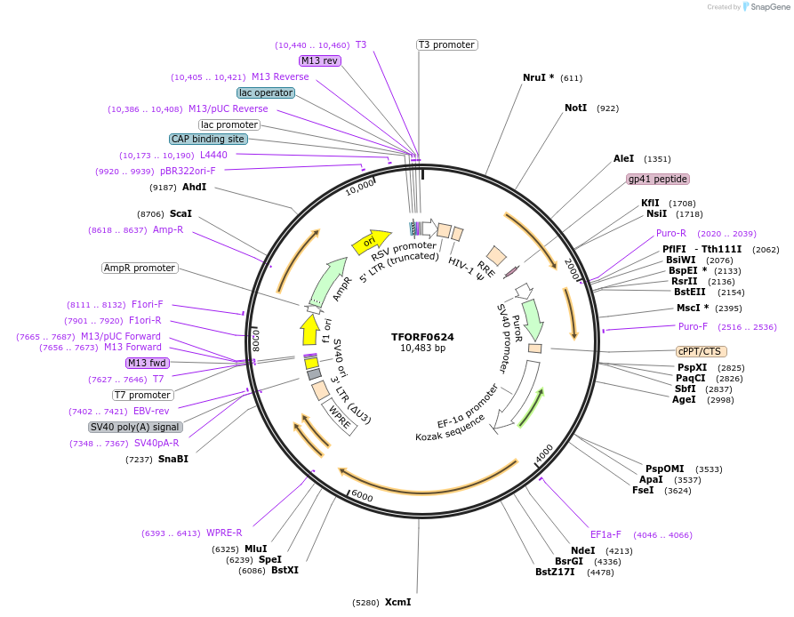 143888-plasmid-map-sequence-id-404560