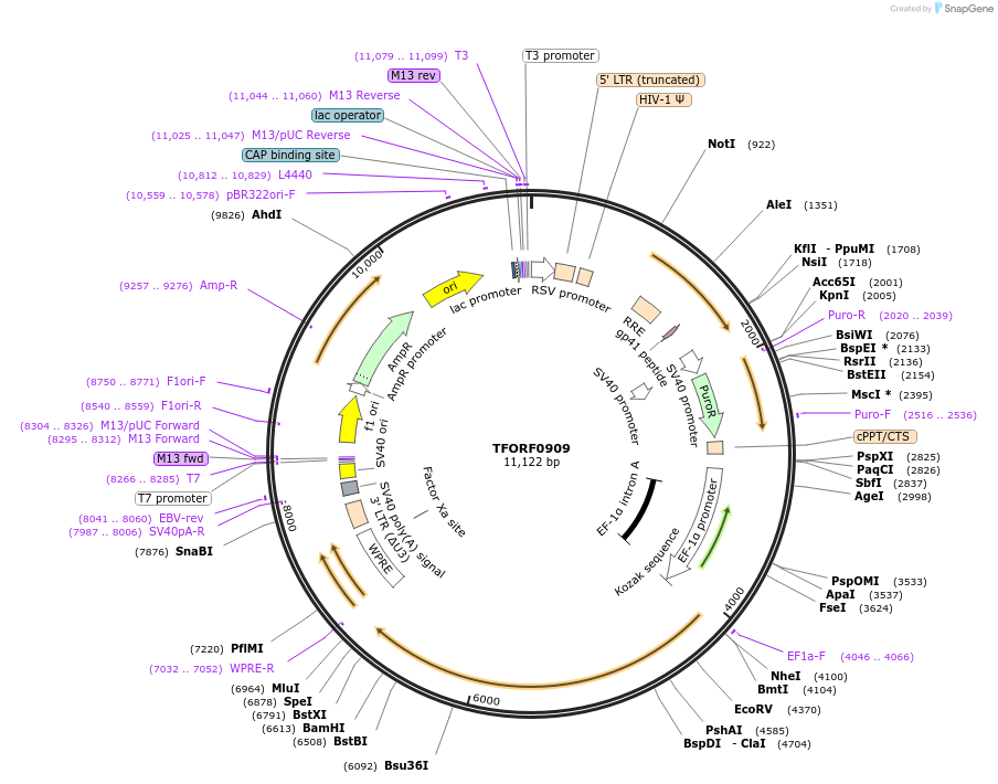 143893-plasmid-map-sequence-id-404562