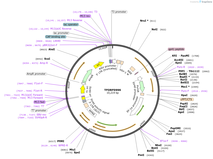 143897-plasmid-map-sequence-id-404564