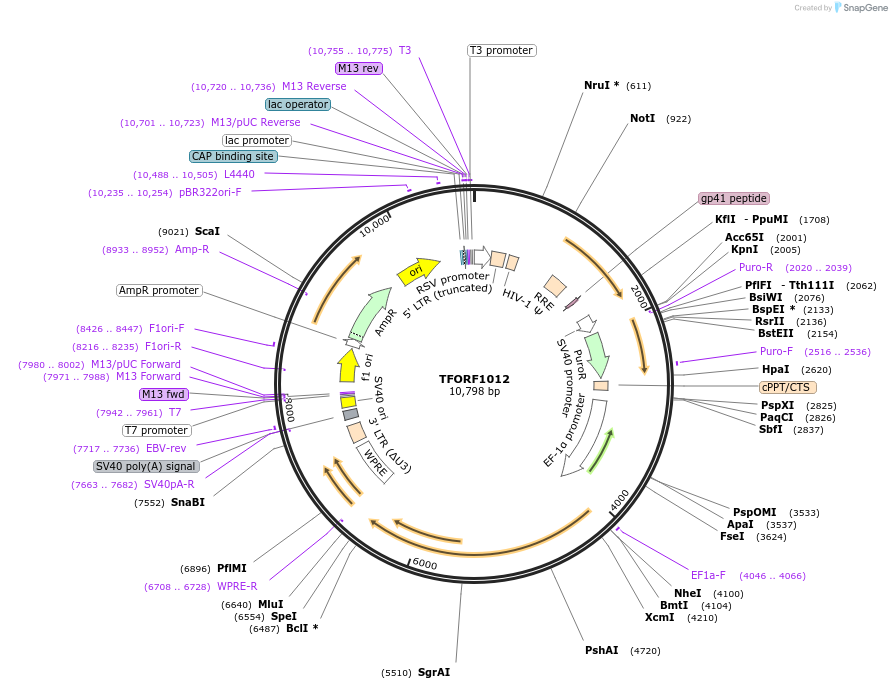 143900-plasmid-map-sequence-id-404566
