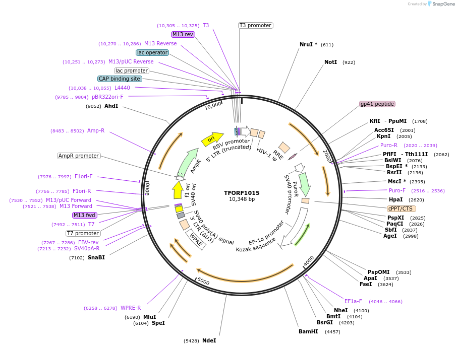 143901-plasmid-map-sequence-id-404567