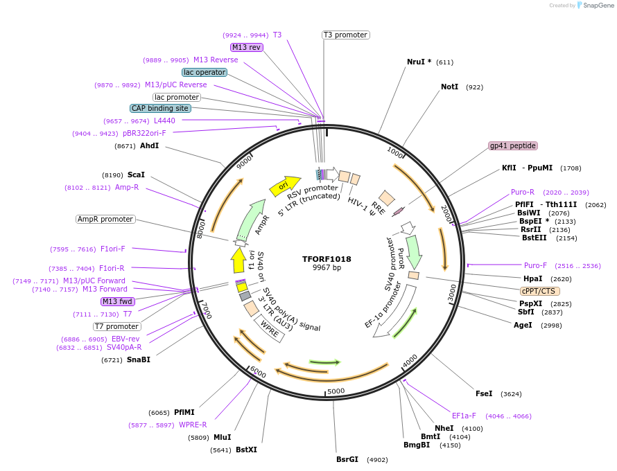 143904-plasmid-map-sequence-id-404570