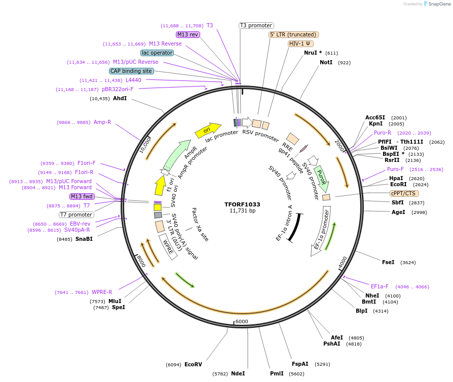 143907-plasmid-map-sequence-id-404573