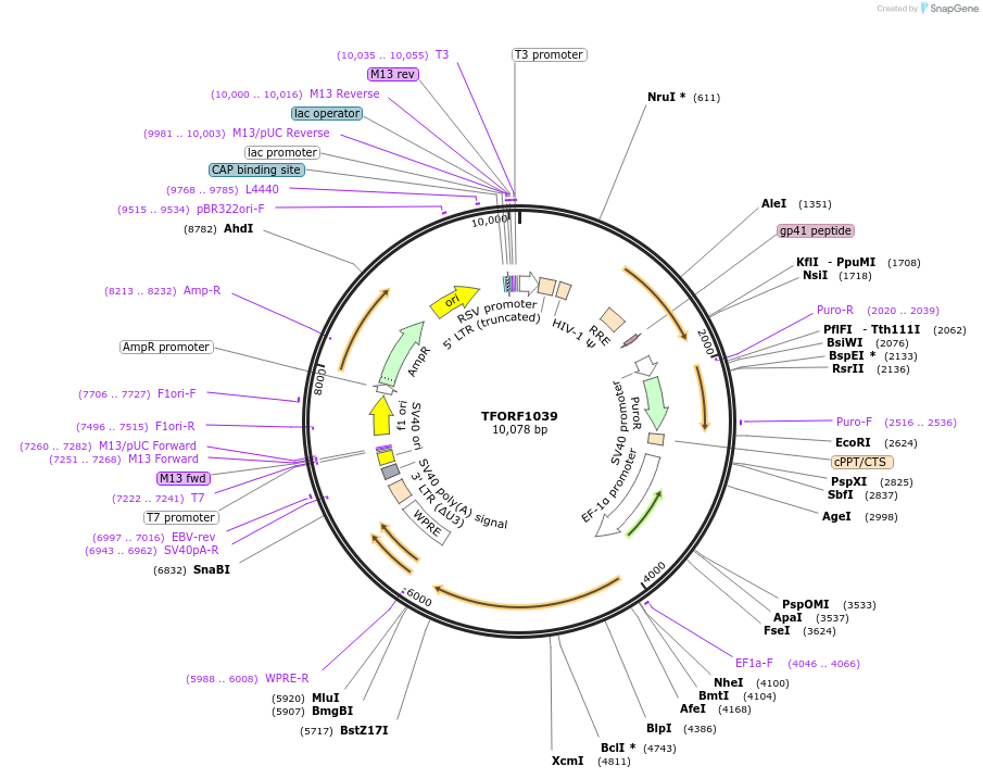 143908-plasmid-map-sequence-id-404574
