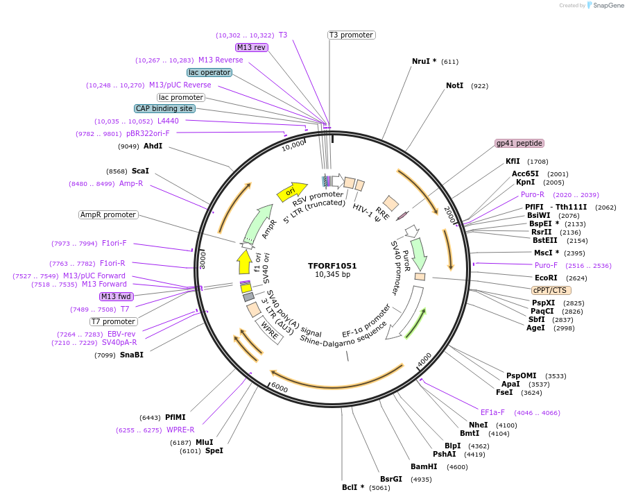 143909-plasmid-map-sequence-id-404575