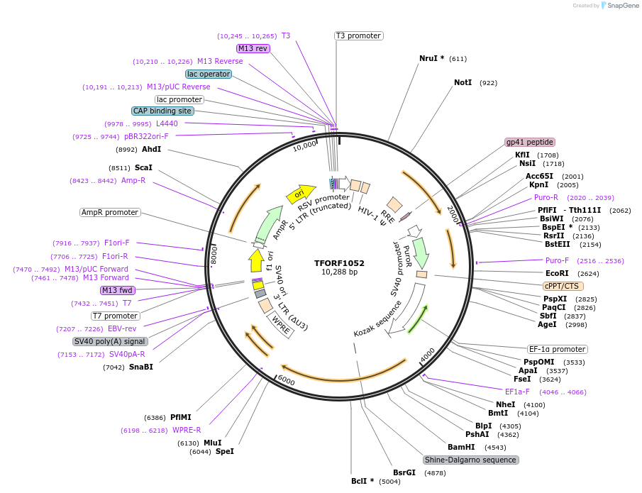 143910-plasmid-map-sequence-id-404576