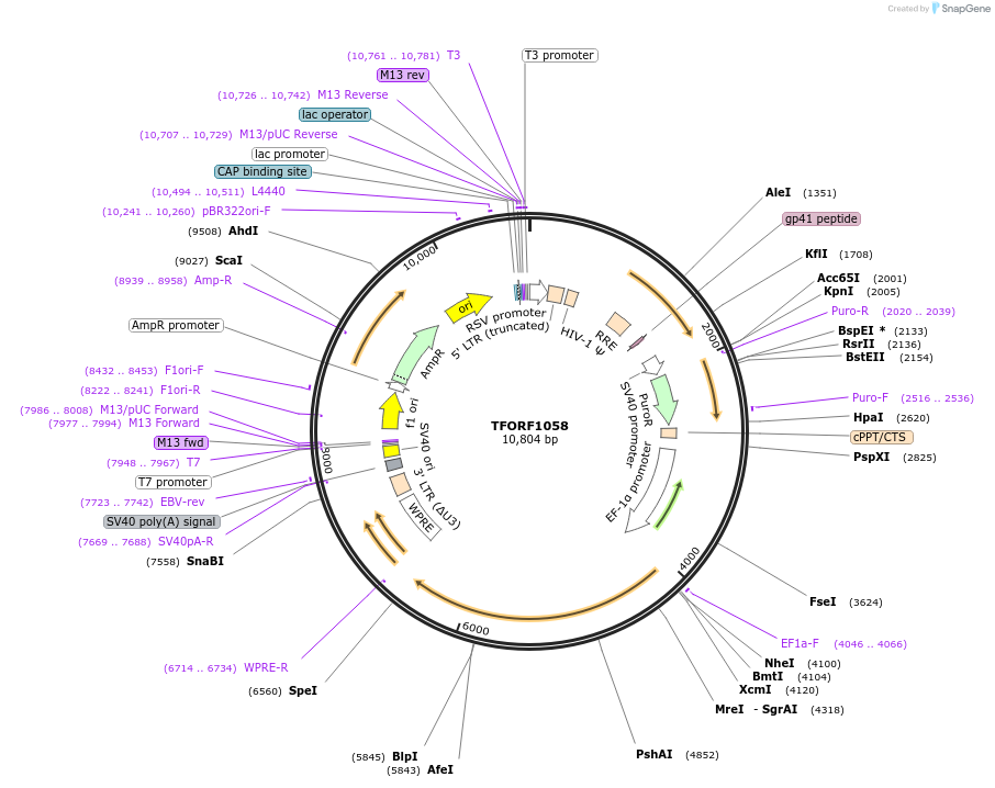 143913-plasmid-map-sequence-id-404579