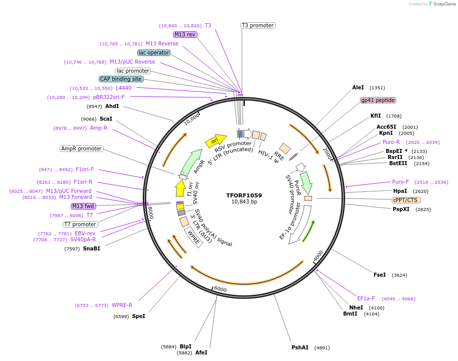 143914-plasmid-map-sequence-id-404580