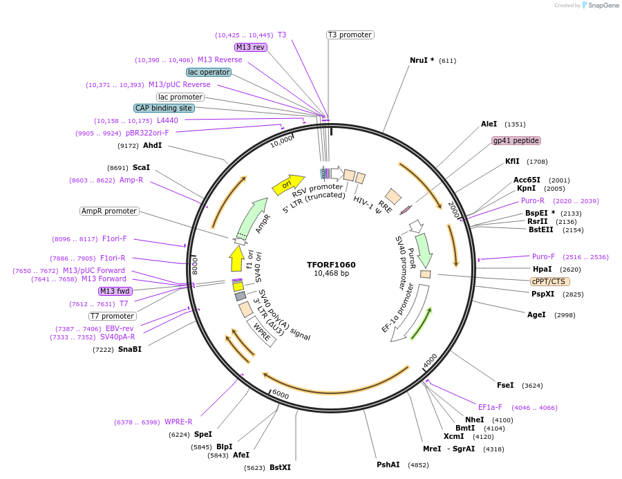143915-plasmid-map-sequence-id-404581